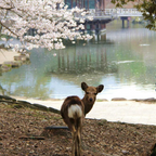 奈良小鹿