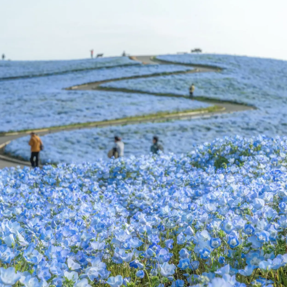 私家团｜茨城海岸风景1日游
