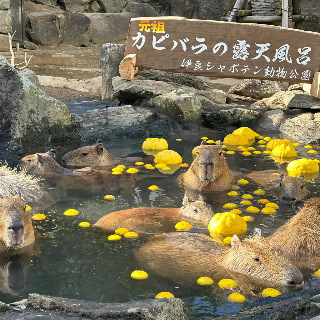 私家团｜伊豆治愈之旅 1日游