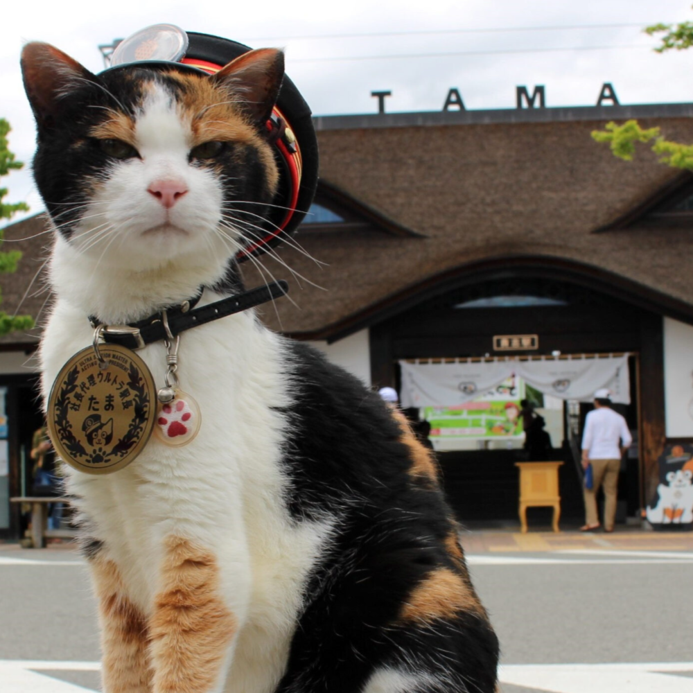 私家团｜和歌山-白浜山海人文 1日游