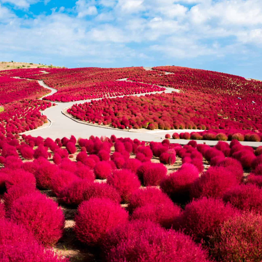 私家团｜茨城海岸风景1日游
