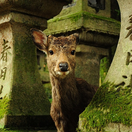 奈良小鹿4