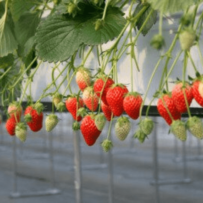 Seasonal Fruit Picking