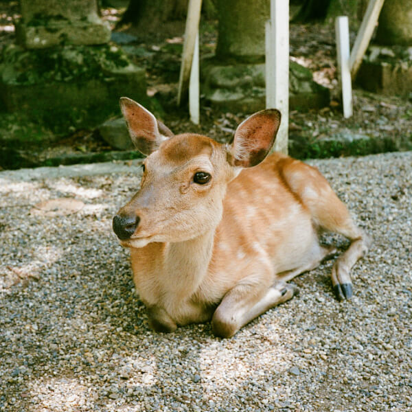 Hachi Japan Immersion Program